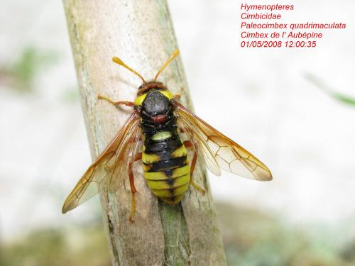 Cimbex quadrimaculatus